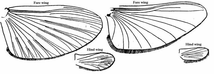 - Fore wings have marginal intercalaries between longitudinal