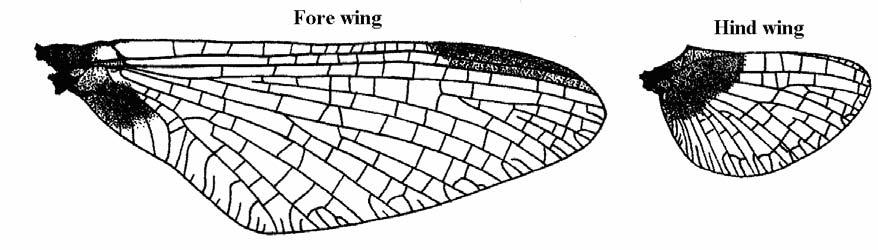 projection of hind wings acute; posterior margin of pronotum