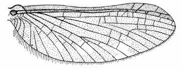 3. Cilia present on posterior margin of fore wings; abdominal terga extend around onto venter of abdomen, this most marked on segment 7 and scarcely on segments I and II... Genus: Isca...4 4.