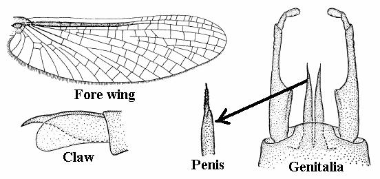 9. Costal projection of hind wings less development, either acute, or absent, or if rounded, with apex of projection located nearer middle of wings than apex; dorsal surface of penes of male not
