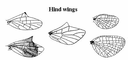 Costal projection rounded with hind wing, located less than ½ distance from the base, fore wing vein MP 2 attached at base to vein MP 1 (and sometimes to CuA) with a cross vein; cubital area with 2