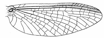 each penis lobe curved ventrally, outer margin of apical half of each penis lobe with a row of spinules Genus: Edmundsula Edmundsula lotica 13.