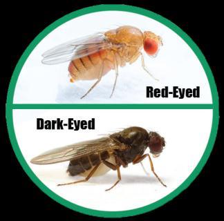 Small Fly Management Stop Small Flies From Becoming Big Problems!