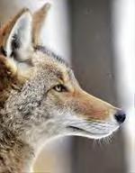 The focus of the policy is to provide information about the behavior of coyotes as it relates to different forms of human interaction.