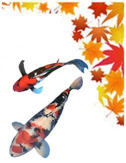 Visions of Excellence Koi Show September 1 st and 2 nd