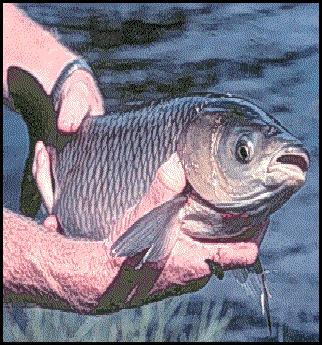 Grass carp = grass juice carp Fry feed on plankton change to vegetation at ~ 6 > 20 o C grass carp feed continuously eating