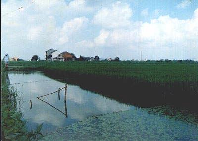 Rice-fish aquaculture Advantages rice production improved additional source of protein and/or revenue Disadvantages Not useful with high-yielding, short stem rice varieties calling for thin water