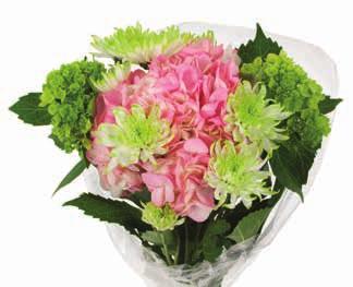 Mini Hydrangea 2 CDN Pom Pon Clear Sleeve 10 Flowers and/or sleeves