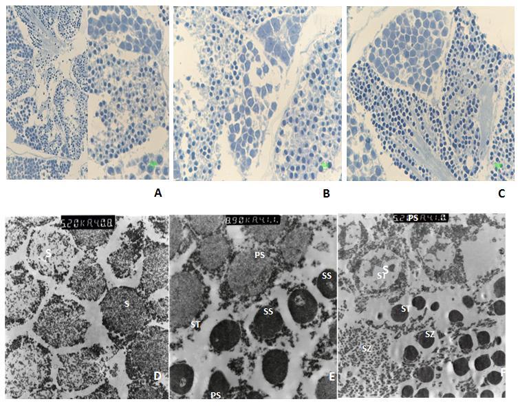 Iranian Journal of Fisheries Sciences 16(2) 2017 487 Figure 5: Semithin sections (A-C) and ultrathin sections (D-F) of testes of Cyprinion tenuiradius at different stages of maturation stained with