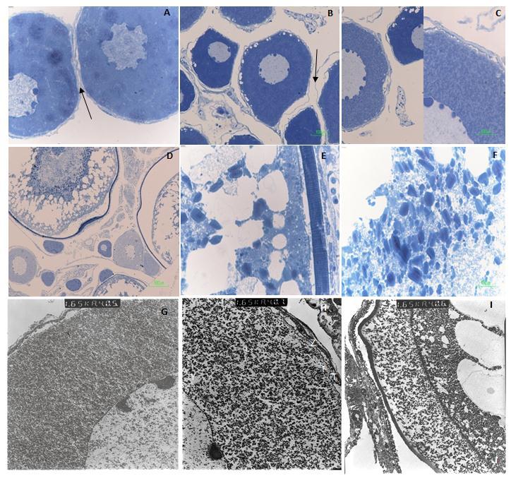 Iranian Journal of Fisheries Sciences 16(2) 2017 483 Figure 3: Semithin sections (A-F) and ultrathin sections (G-I) of ovaries of Cyprinion tenuiradius at different stages of maturation stained with