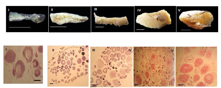 Iranian Journal of Fisheries Sciences 16(2) 2017 485 Figure 4: Macroscopic (upper row) and microscopic (below row) aspects of five ovarian developmental stages of Cyprinion tenuiradius.