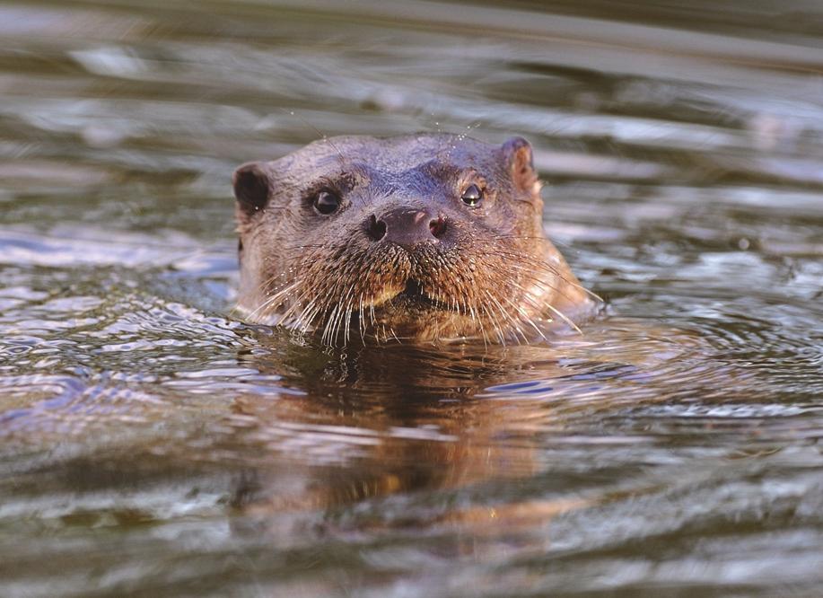 Do otters fare the same in the wider countryside and SACs? SACs were designated because they had good suitable habitat and strong otter populations.