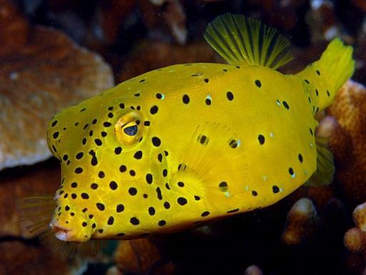 Investigating Pectoral Shapes and Locomotive Strategies for Conceptual.... 3 Fig. 1. Yellow boxfish mainly live in reefs and can only swim slowly [6].