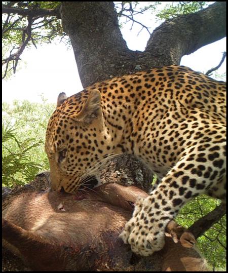 Panthera Pardus (Leopards) The most elusive of the 5, leopards are probably the one most often missing from people s Big 5 checklist.