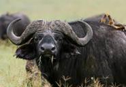 An Abundance of Wildlife, Property of the Ranch Of the African Big 5,