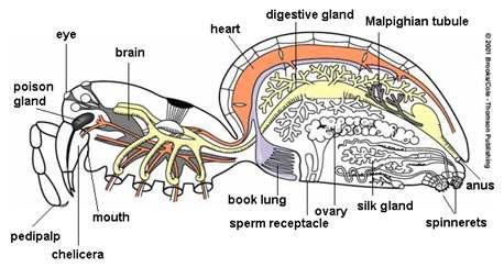 Other arthropod characters Open circulatory system Dorsal heart pumps hemolymph over brain Hemolymph moves through