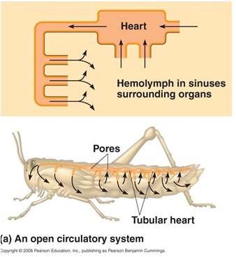 Phylum Arthropoda Special concerns of a multicellular animal Circulation: Open circulatory system, (analogous