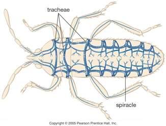 Other arthropod characters Respiratory systems Gills in aquatic/marine arthropods Book lungs (modified
