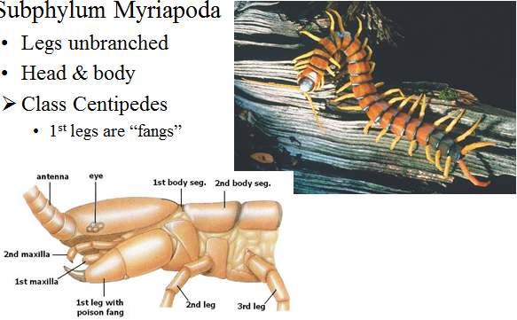 Classification of Arthropoda Subphylum Myriapoda Legs unbranched Head &
