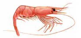 MONTHLY HIGHLIGHTS NO.4/2014 1.1.1. COLDWATER SHRIMP Coldwater shrimp is included in the crustacean commodity group together with other five main commercial species.