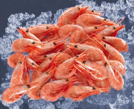 At species level, the coldwater shrimp landed in Denmark is mainly represented by common shrimp (Crangon crangon), and to a lesser extent, Northern prawn (Pandalus borealis). Figure 4.