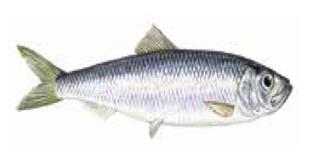 MONTHLY HIGHLIGHTS NO.4/2014 1.1.2. HERRING Herring (Clupea harengus) is a migratory fish and an important predator species in marine ecosystems.