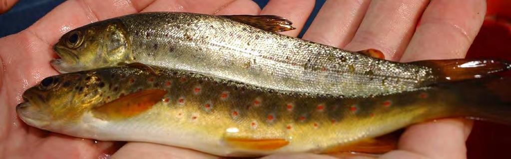 Smolts and their importance Smoltification in juvenile salmonids is a change between freshwater residency to a saltwater capable migratory form Smoltification involves a great deal of