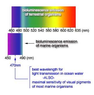 Figure 6. The end-product of bioluminescence is visible light.