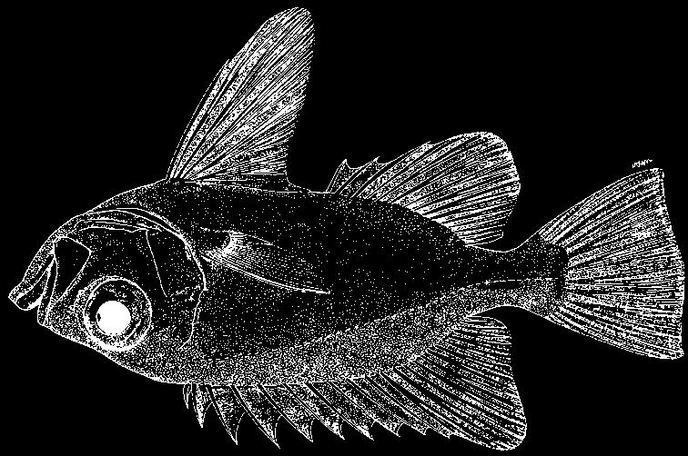 Perciformes: Percoidei: Priacanthidae 2599 Cookeolus japonicus (Cuvier, 1829) En - Longfin bulleye; Fr - Beauclaire longe aile; Sp -