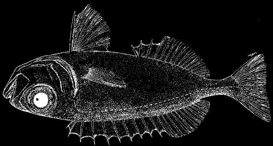 2600 Bony Fishes Priacanthus fitchi Starnes, 1988 En - Whitefin bigeye; Fr - Beauclaire aile blanc; Sp - Catalufa aleta