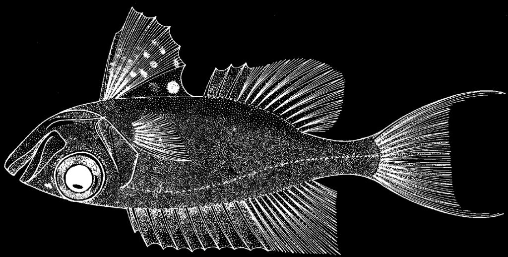 2598 Bony Fishes Priacanthus tayenus Richardson, 1846 Frequent synonyms / misidentifications: None / None.