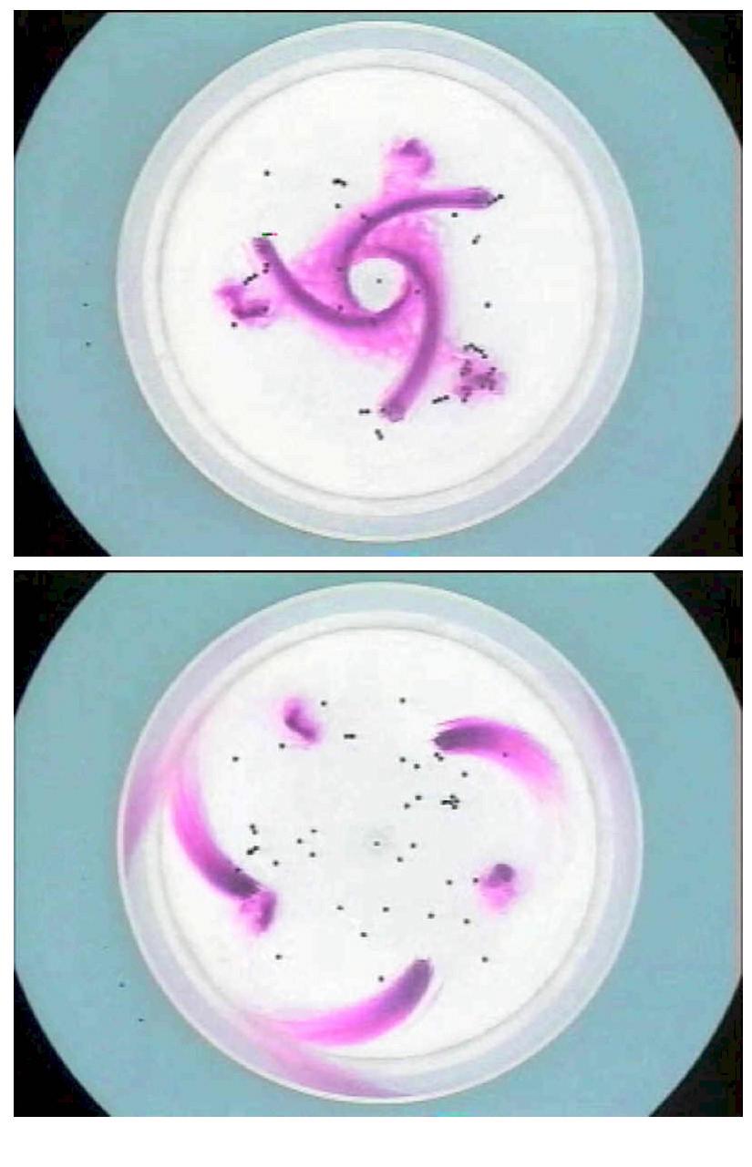 Figure 2: Ekman flow in a low pressure system (top) and a high pressure system (bottom) revealed by permanganate crystals on the bottom of a rotating tank.