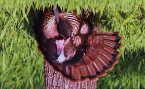 TURKEY 2019 SPRING TURKEY Youth/Disabled Season: April 1-16, 2019 Archery Season: April 8-16, 2019 Regular Season: April 17-May 31, 2019 Shooting Hours: One-half hour before sunrise to sunset.