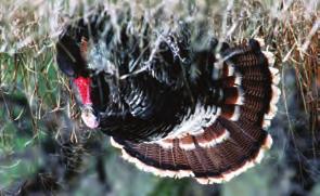 Permit Limit: Any individual who has purchased a spring turkey permit is eligible for one second turkey game tag. Spring game tags are valid for Units 1, 2, 3, 5 and 6.