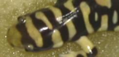 Mole salamander Family Ambystomatidae Tiger