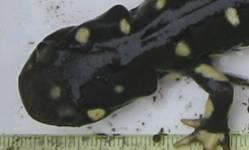 only group to occupy grasslands Ambystoma