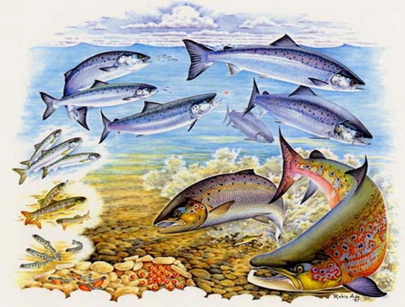 Life cycle of salmon Marine Estuary