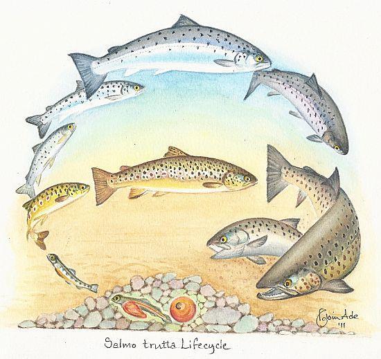 Life cycle of trout / sea trout