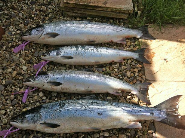 Numbers of declared salmon and sea trout caught by anglers and nets on