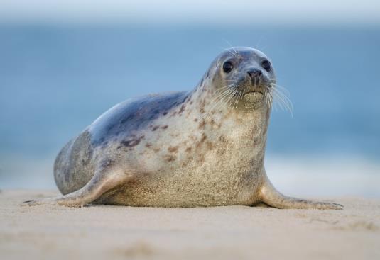 Seals Not found in high