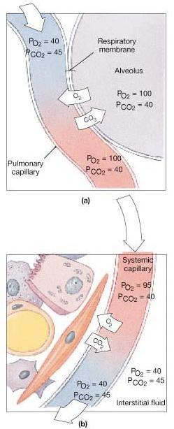 Figure 3. Overview of respiratory processes and partial pressures in respiration.