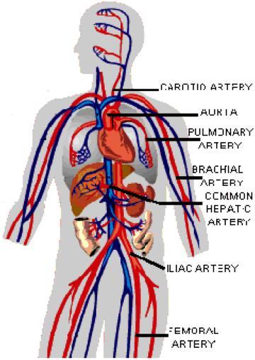 The first step in taking an ABG is to determine which artery to take a sample from. There are three main arteries to choose from, the radial, femoral and brachial arteries.