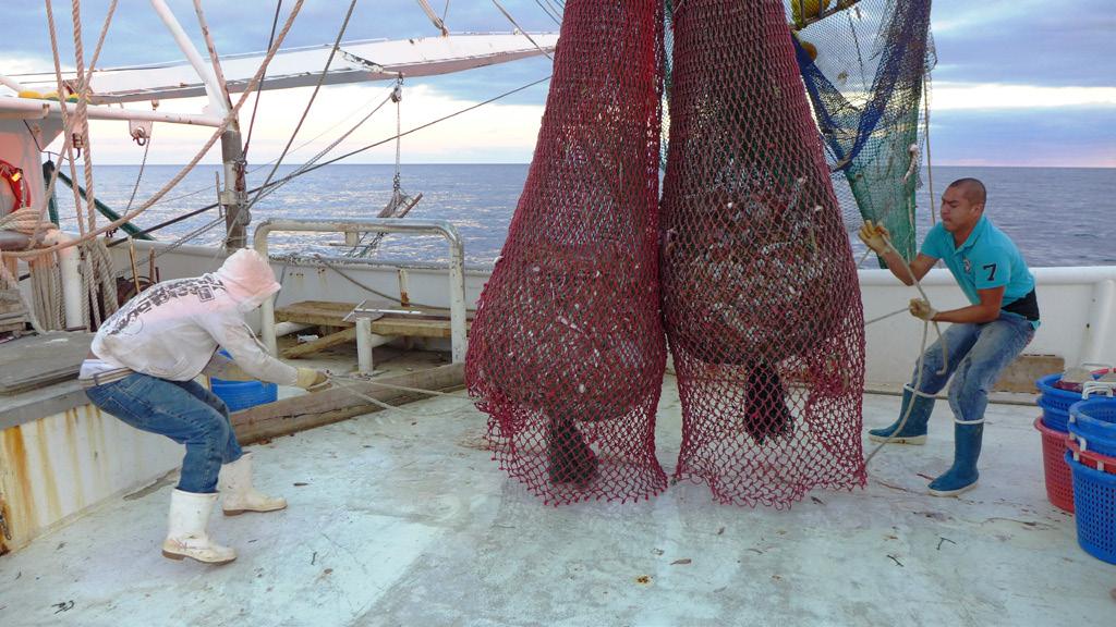 Action 5: Transit Provisions for Shrimp Vessels Without a Federal Permit There are areas in the Gulf where state-permitted vessels without federal shrimp permits would like to transit from state