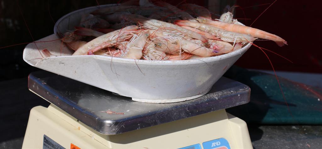 Action 2: Aggregate Optimum Yield for the Gulf Shrimp Fishery Optimum yield (OY) is the level of harvest that will ensure sustainability of the stock while providing the greatest overall benefit to
