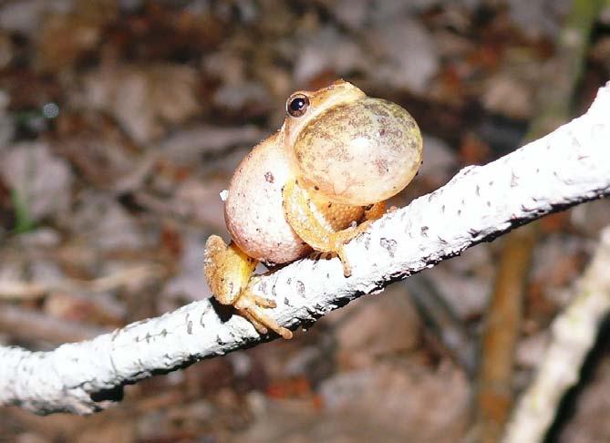 Amphibian Calling Survey Summary 2008 Chorusing Spring Peeper, Photo by: Jerry Cannon Prepared by:
