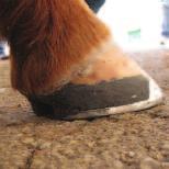 Try the new Ranger Lite Rim and find out why all the farriers are talking about this new shoe!