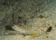 dark spots on Fig. 5. Underwater photograph of Ctenogobiops formosa, Nanwan, Taiwan. Fig. 6.