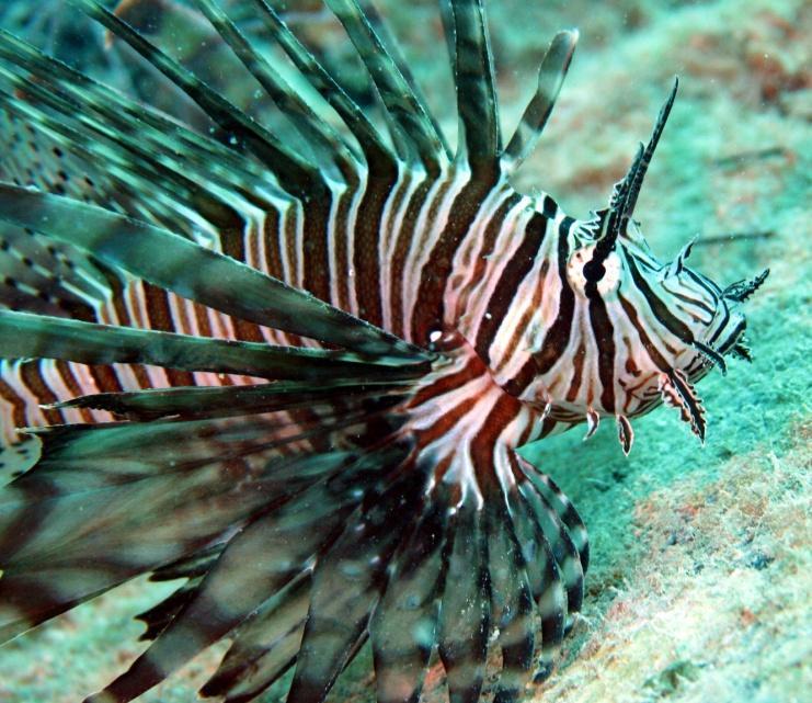 Assessment of the Introduced Lionfish in Everglades and Dry Tortugas