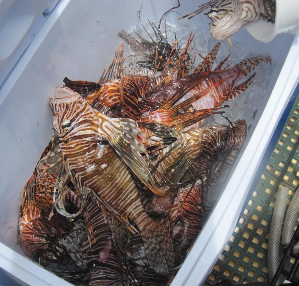 Conclusions: Everglades Many more lionfish were collected in Florida Bay than were expected Lionfish were found in NON-TRADITIONAL HABITATS