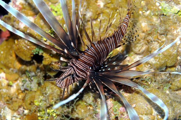 Project Goals Minimize ecological impacts of lionfish to the marine resources within the